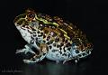 Pyxicephalus adspersus 00